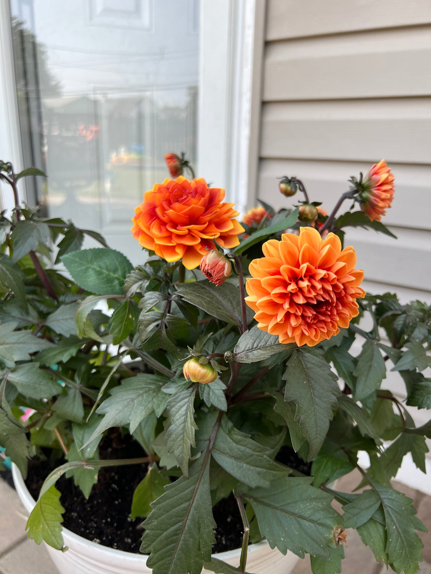 Ellie's Garden Bouquet, 2023 Edition